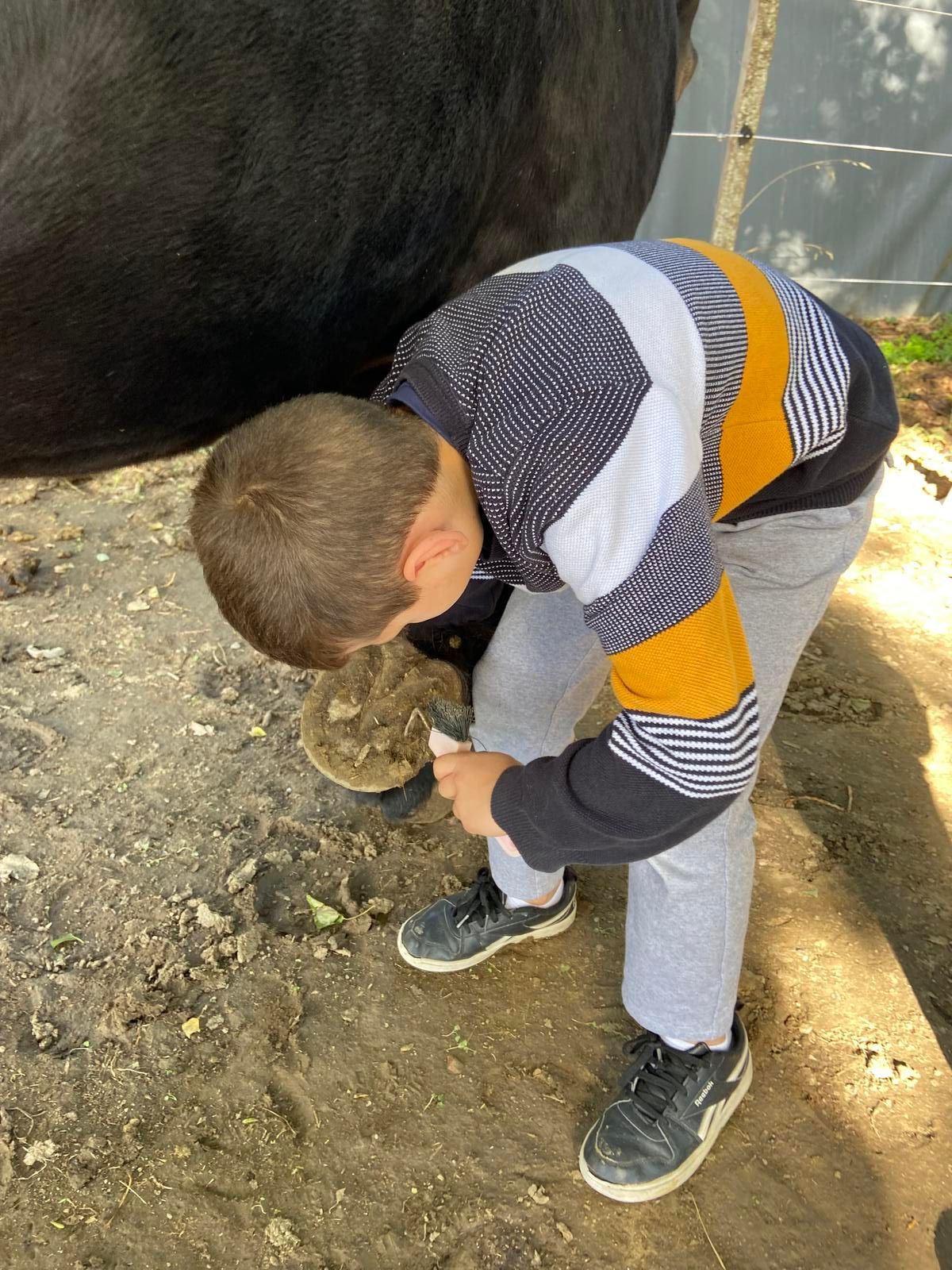 Un garçon nettoie le sabot d'un cheval avec un cure-pied et une brosse, en extérieur.