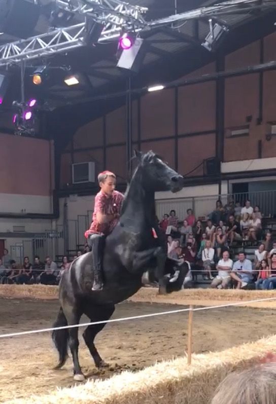Un cheval noir se cabre, monté par un cavalier, dans une arène. Public en arrière-plan.