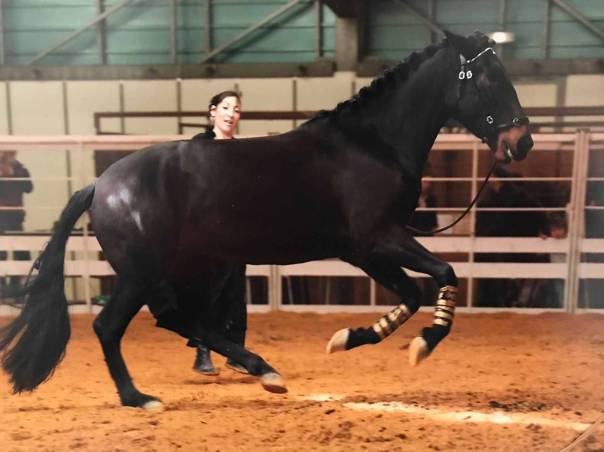 Cheval noir cabré dans un manège couvert, bandages aux jambes, femme à proximité.