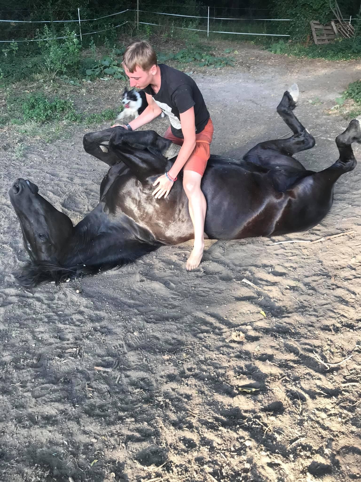 Un homme est assis sur un cheval noir qui se roule dans la poussière, un petit chien regarde. En extérieur.