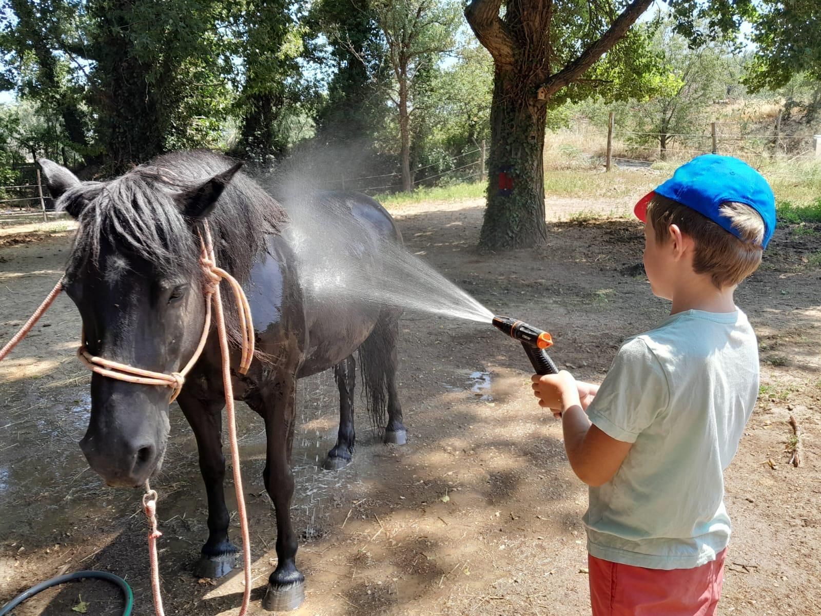 Un garçon arrose un cheval noir avec un tuyau d'arrosage à l'extérieur.