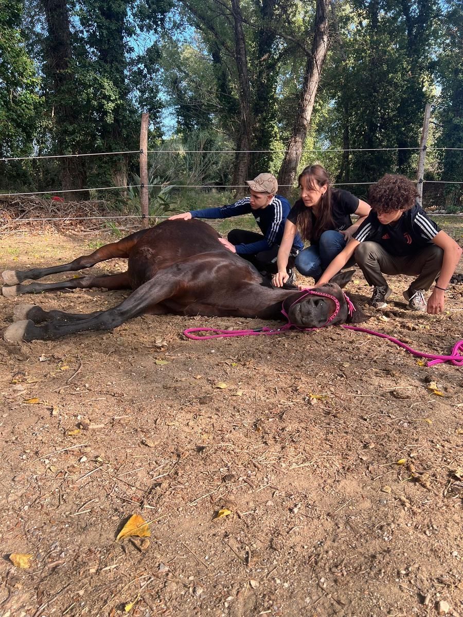 Trois personnes caressent un cheval brun foncé couché au sol, à l'extérieur.