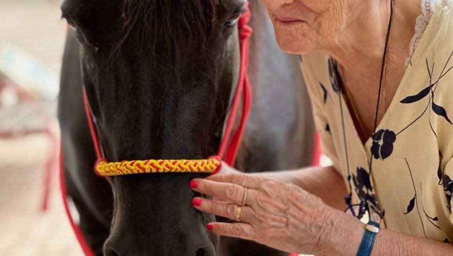 Femme caressant un cheval noir portant un licol rouge et jaune ; en extérieur.
