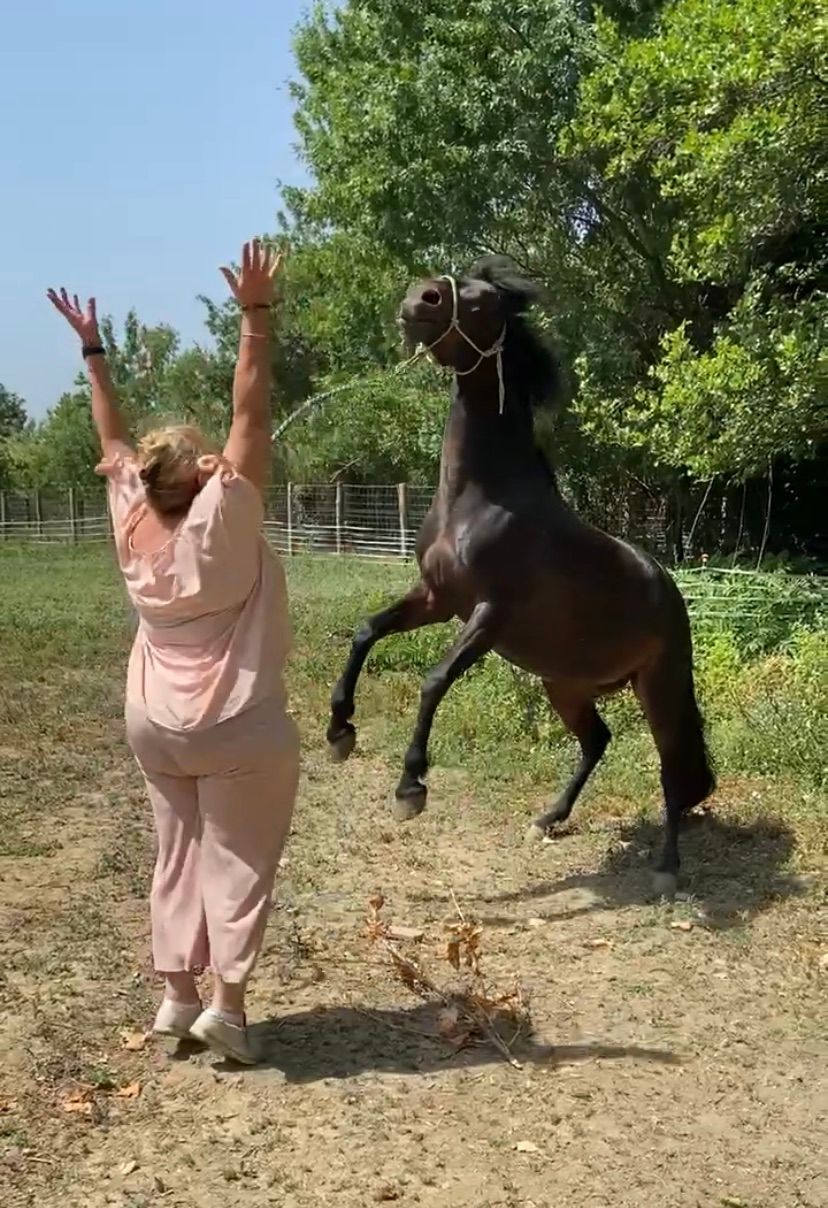 Une femme, les bras levés, observe un cheval brun cabré dans un champ ensoleillé.