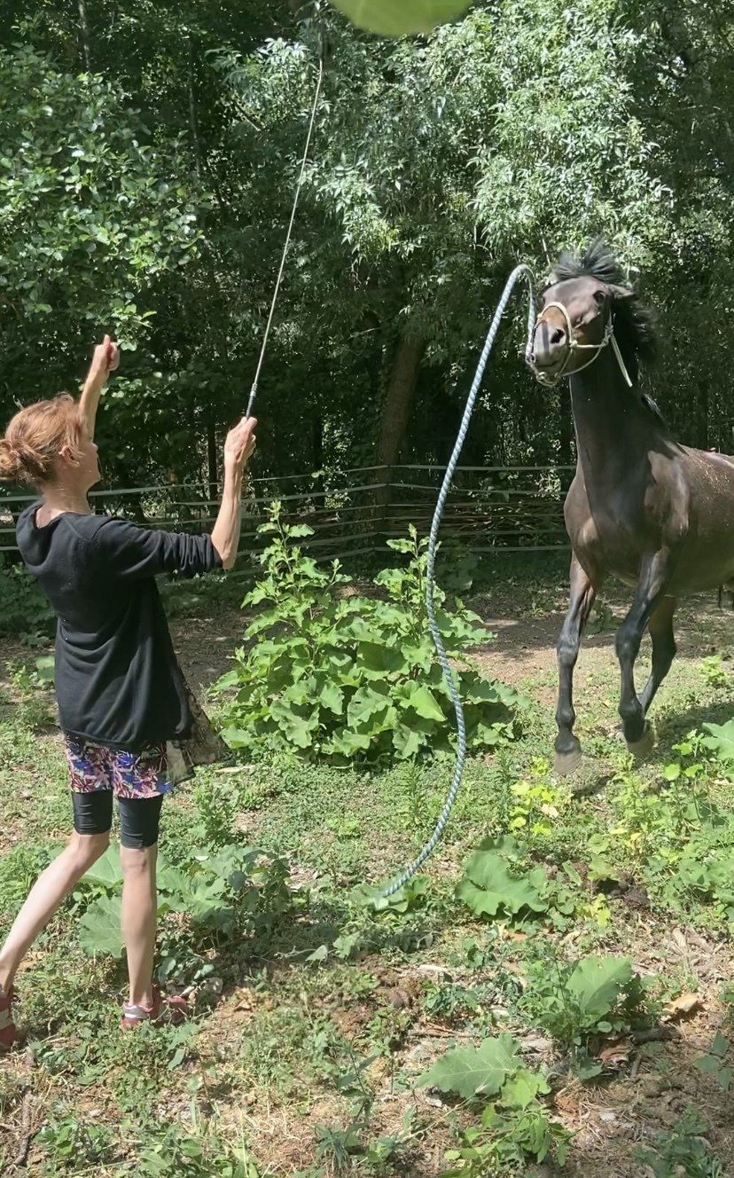 Une personne agite des jouets en ficelle devant un cheval noir à l'extérieur ; le cheval est surpris.