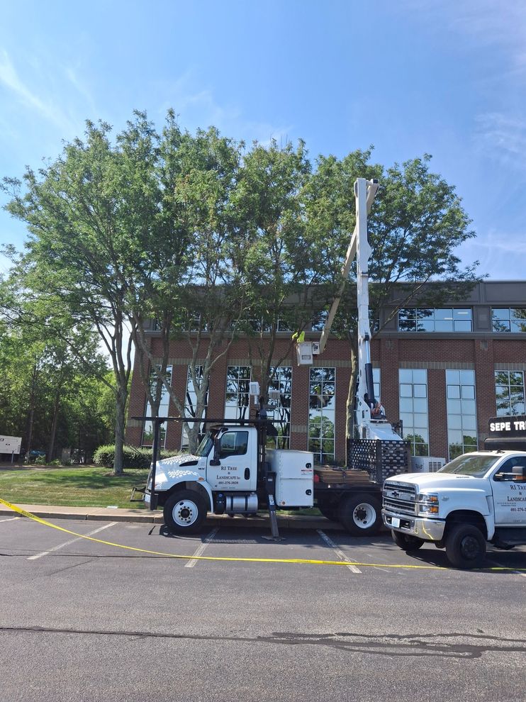 Sepe tree service worker doing tree trimming service in RI