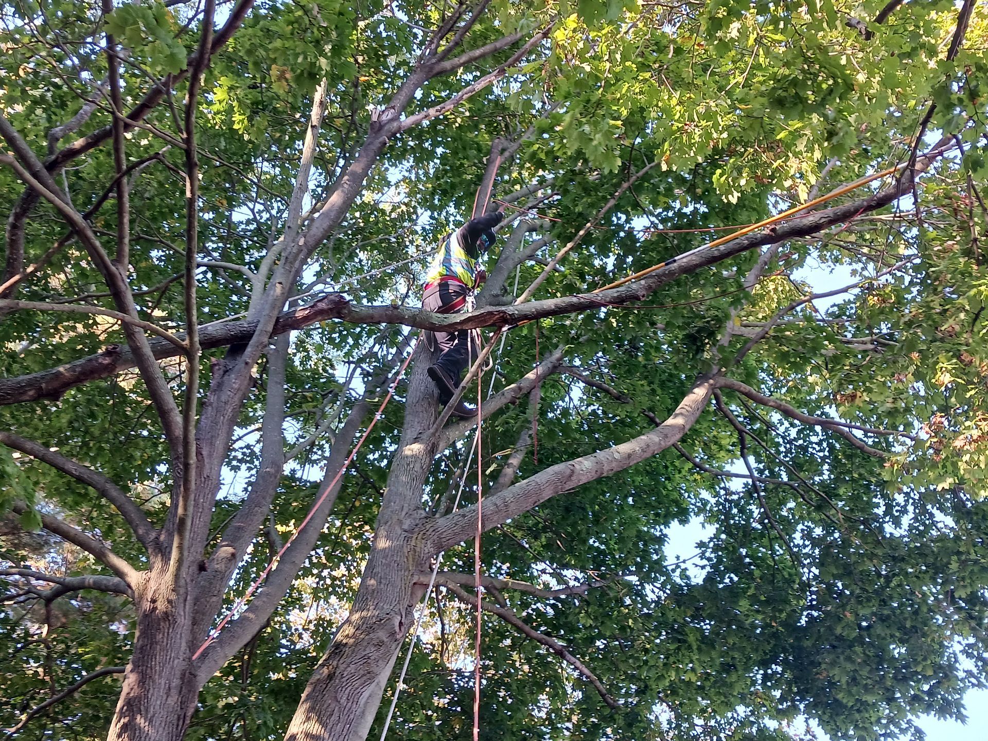 A man is climbing a tree on a rope.