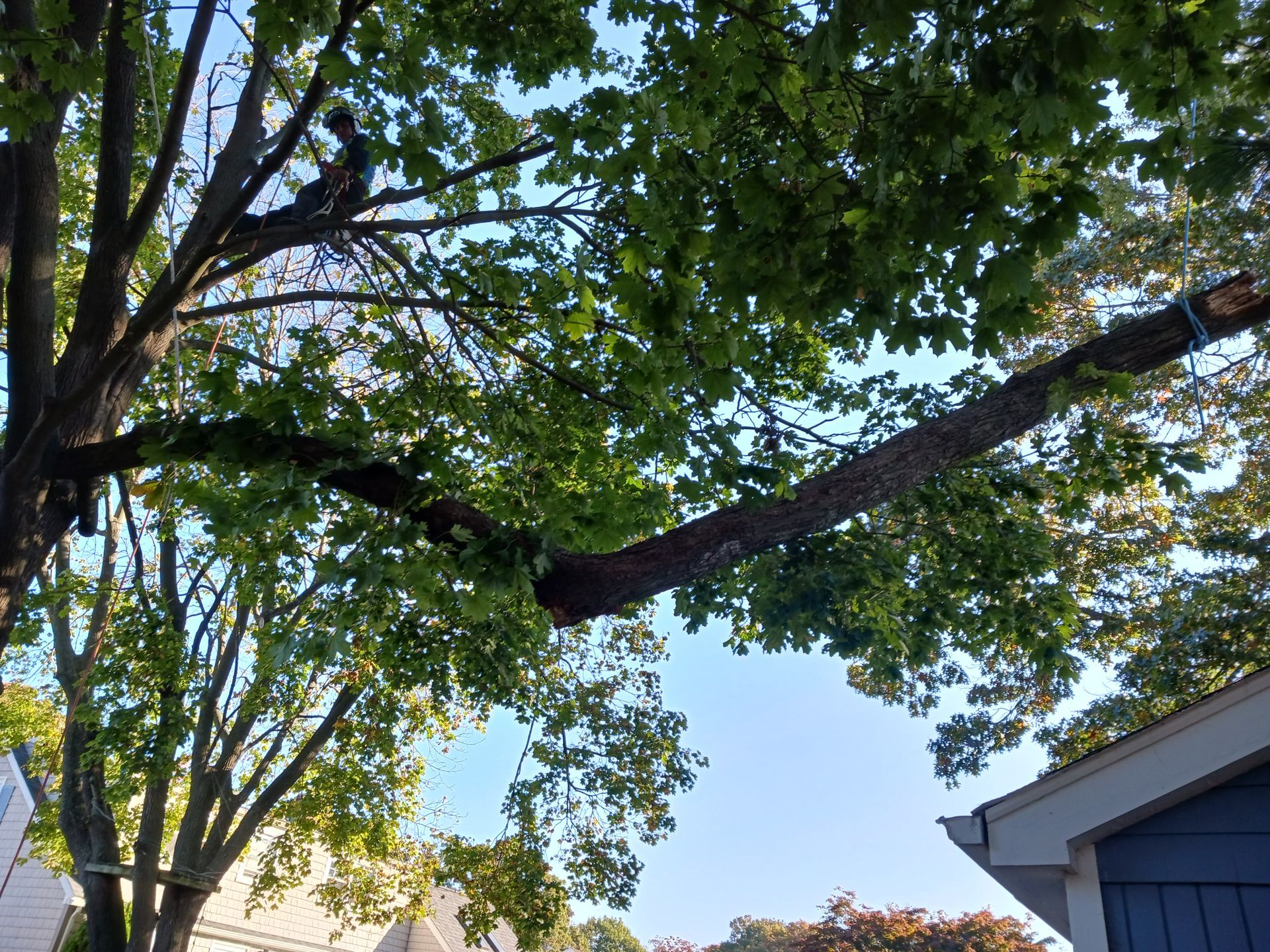 A tree with a lot of leaves is in front of a house.