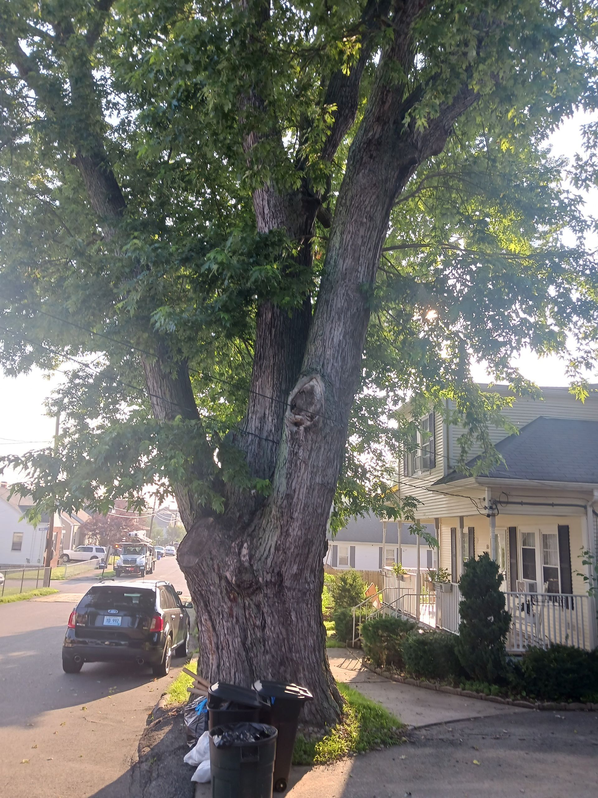 A large tree is sitting on the side of a street in front of a house.