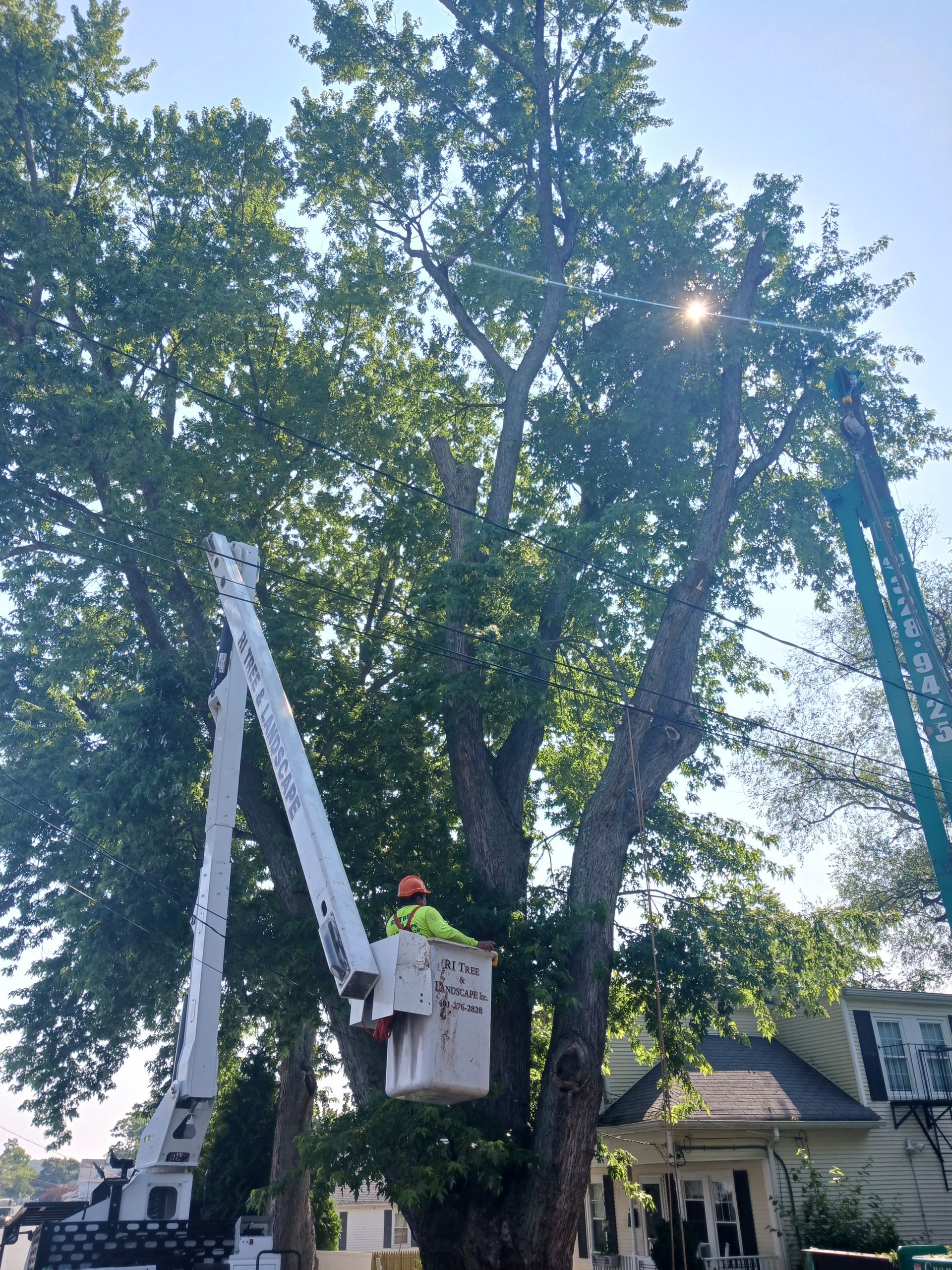 A man in a bucket is cutting a tree