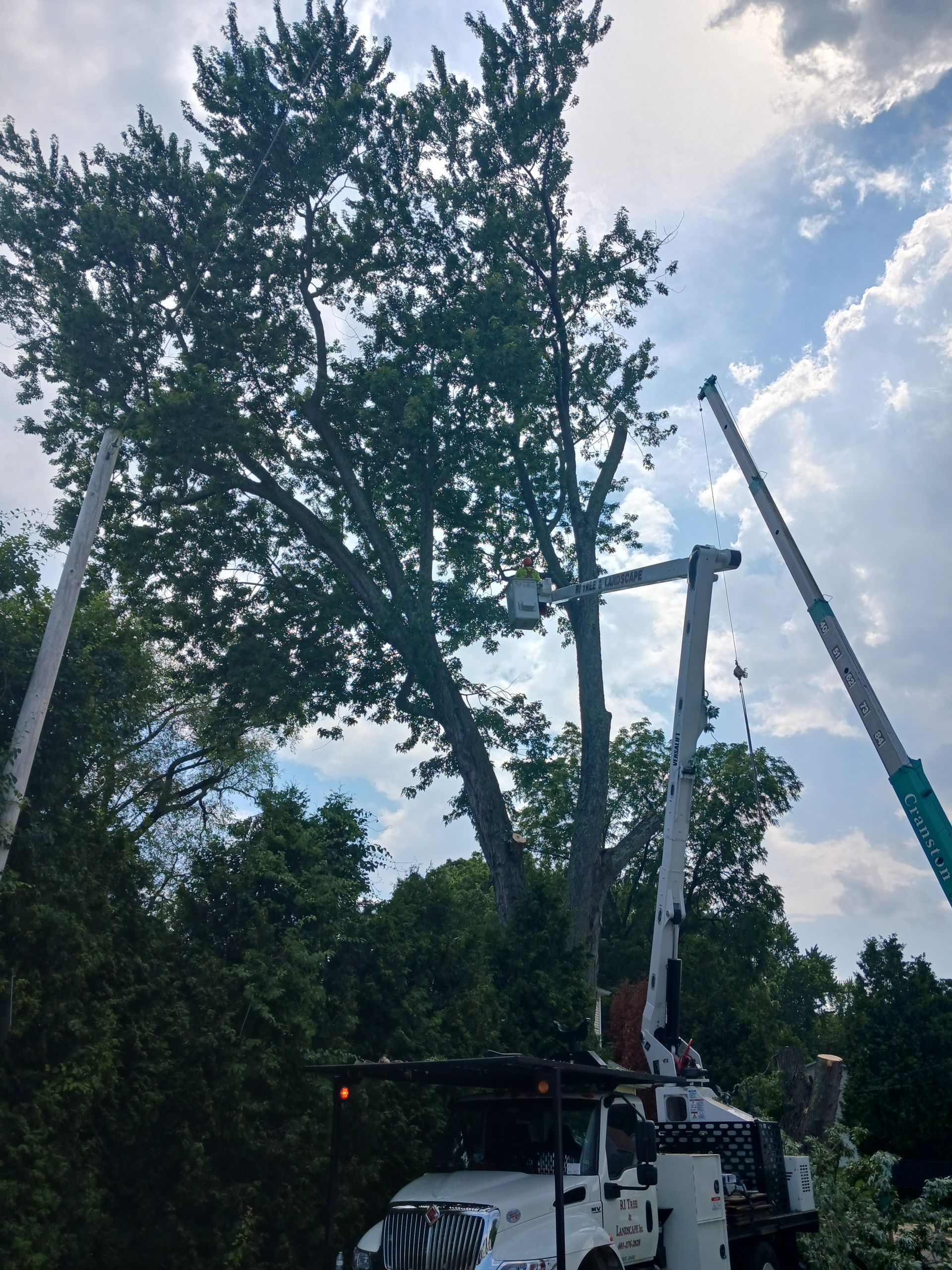 A white truck with a crane attached to it is cutting a tree