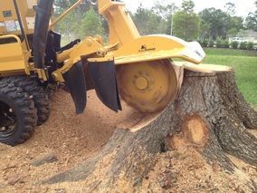 A yellow stump grinder is grinding a tree stump.