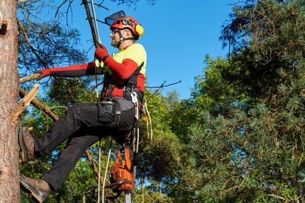 A man is climbing a tree with a chainsaw.