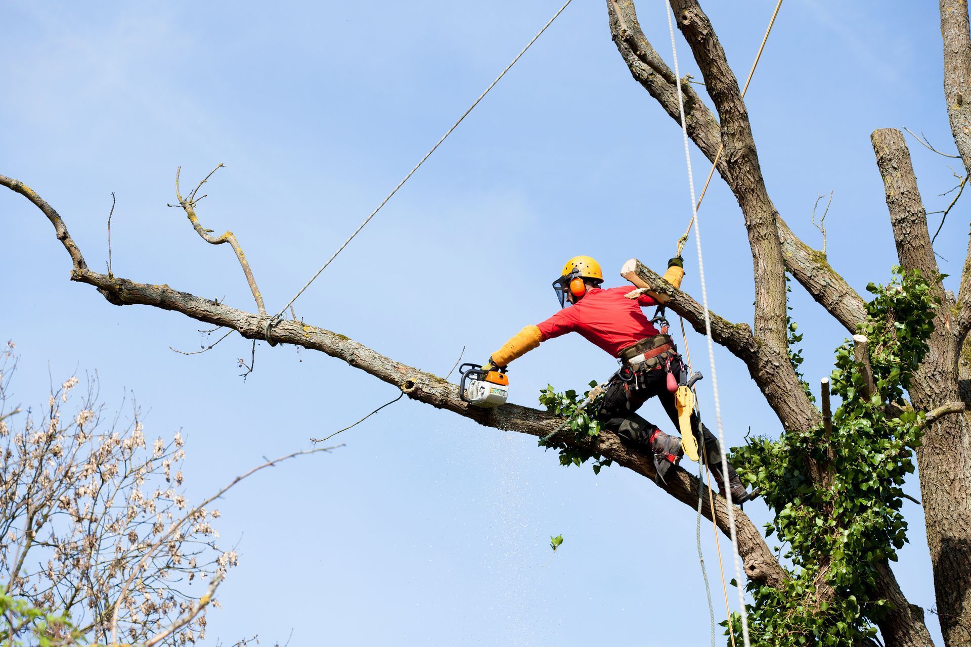 sepe tree worker on a tree removing a branch from the tree