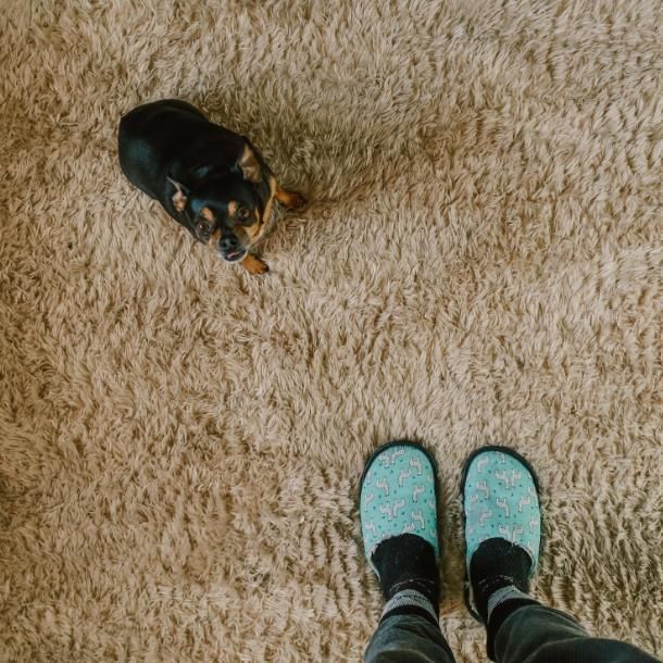 Boise rug cleaning needed in a house with pets.