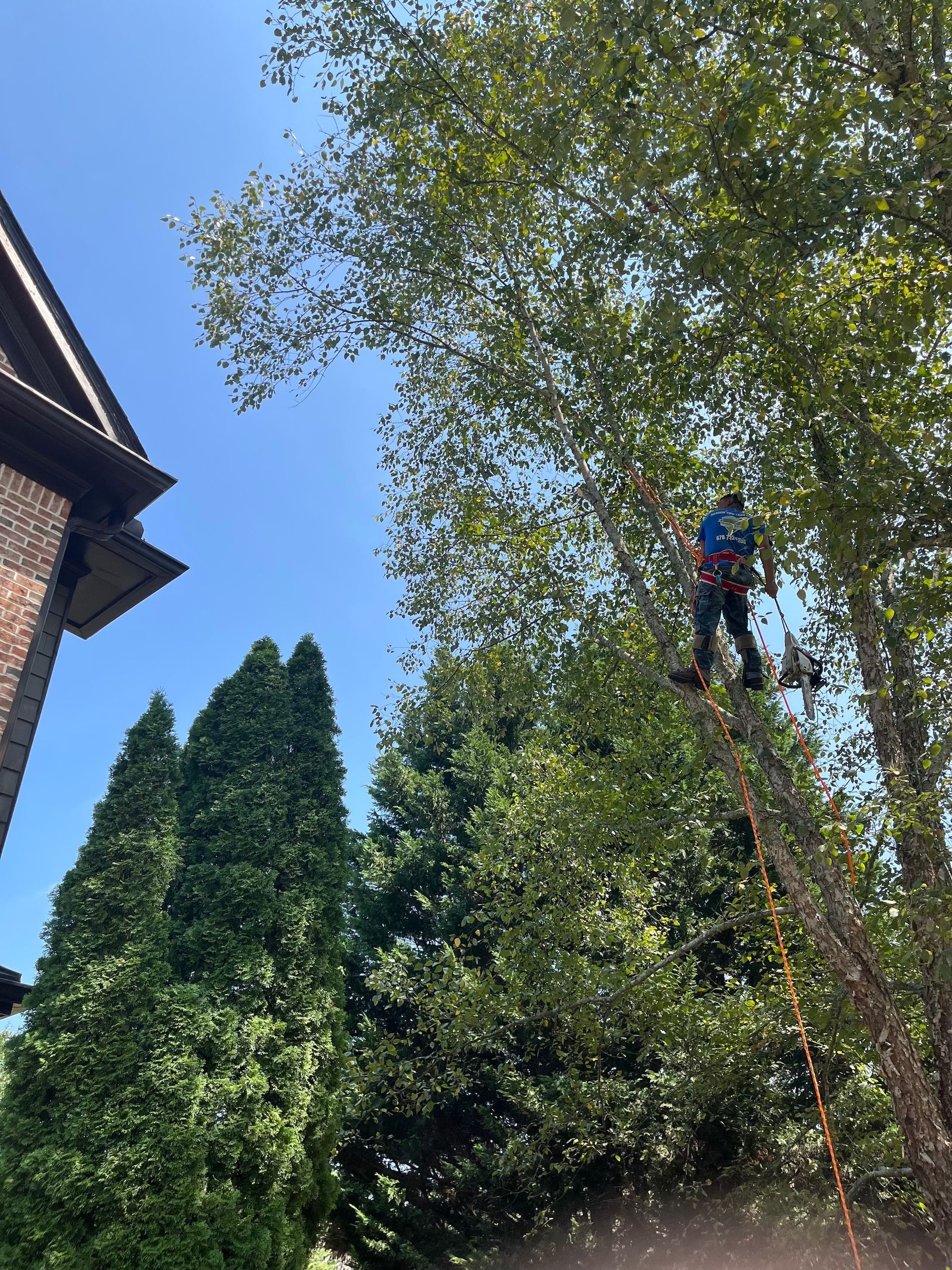 Hedge & Bush Trimming