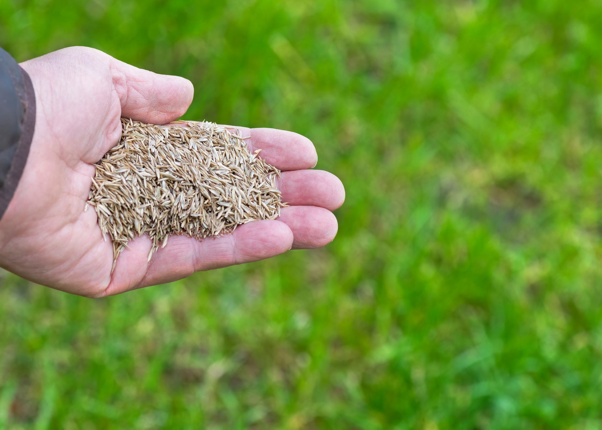 Aeration & Overseeding