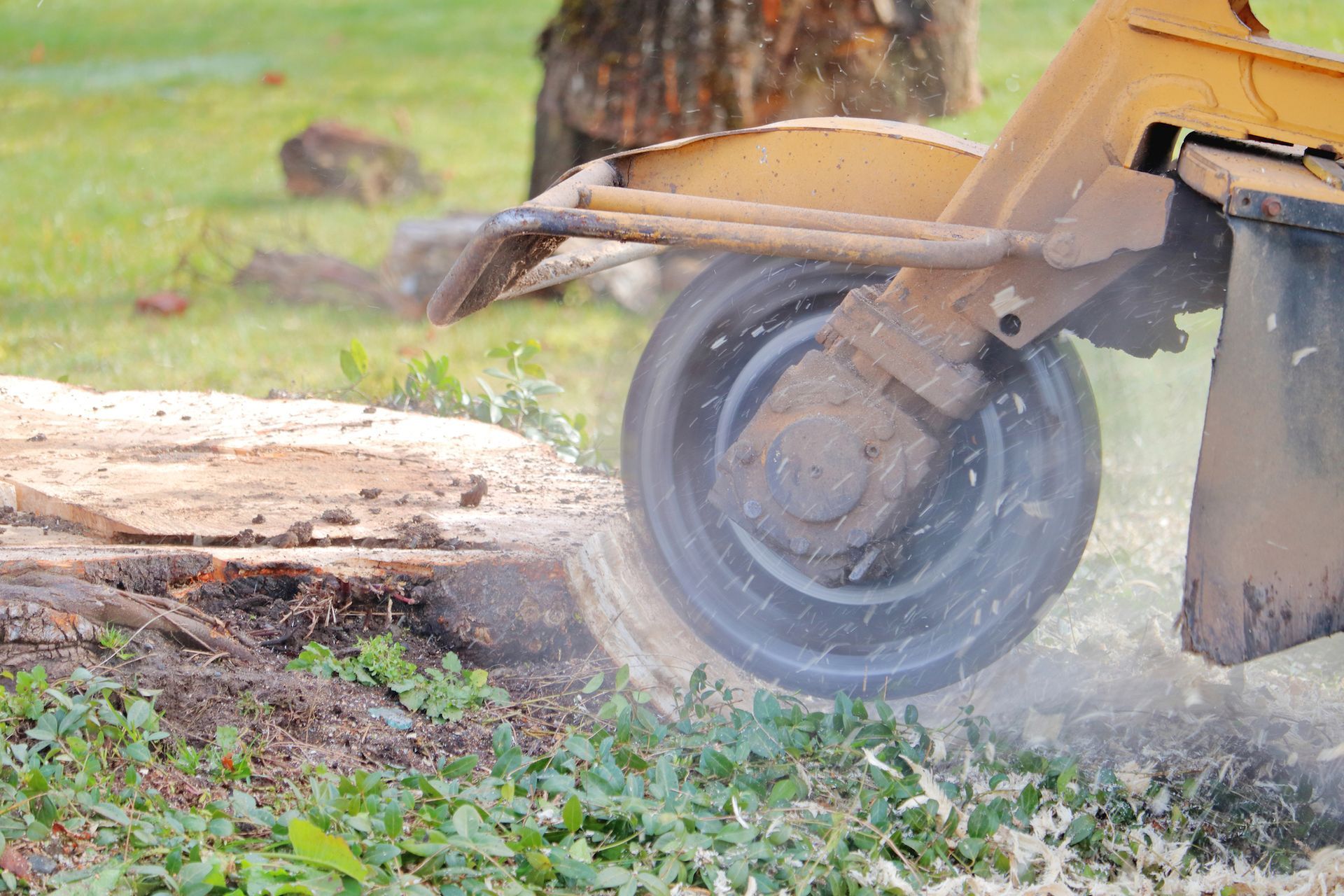 A stump grinder is cutting a tree stump in the grass.