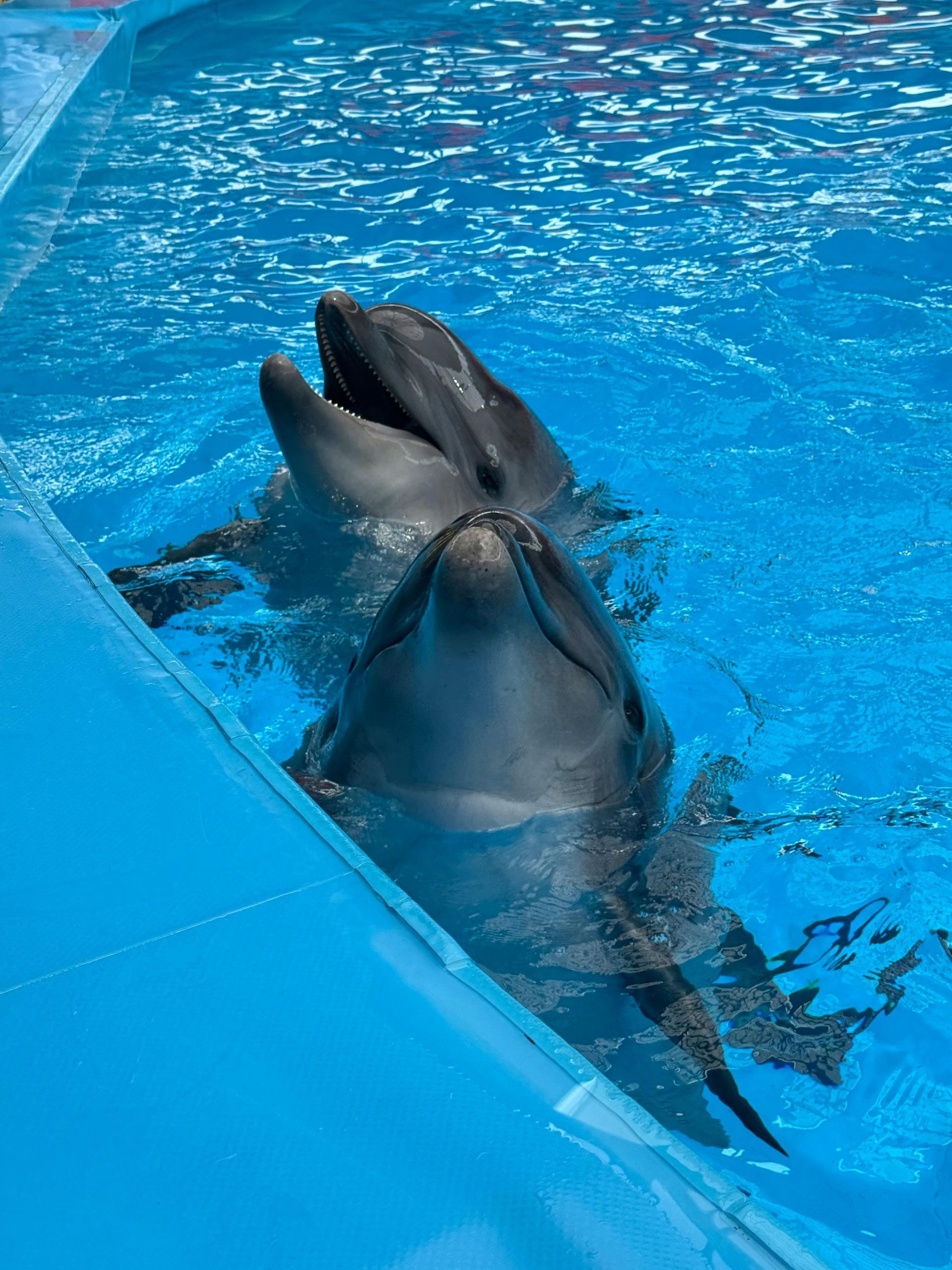 Dos delfines emergen del agua azul brillante de un acuario