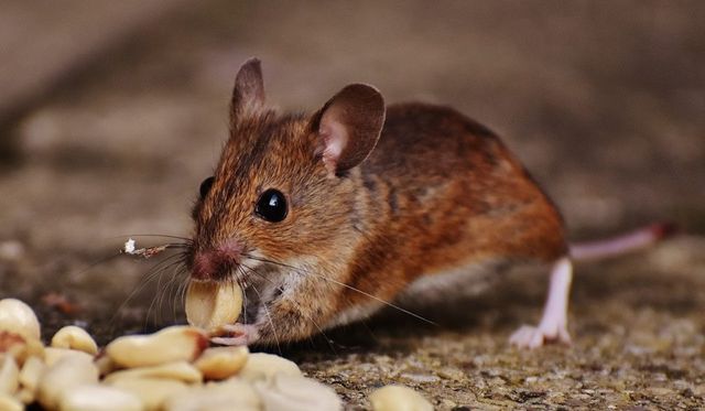 Top Items in Your Home that Attract Mice - Mice Mob Exterminators