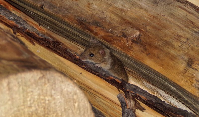 Protecting Your Home: Understanding The Different Types Of Rats In Arizona