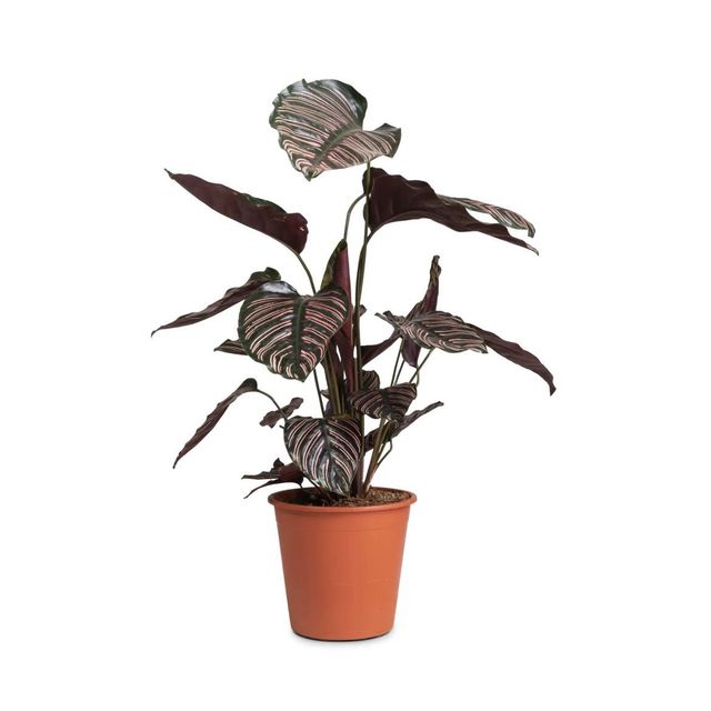 Josephines Flowers London Experts in creative floral design.