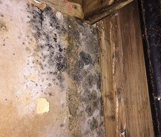 A close up of a wall with mold growing on it.