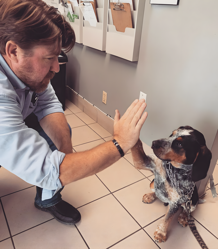 Man giving a high-five to a blue tick hound dog indoors, likely at a vet's office. | Total Automotive