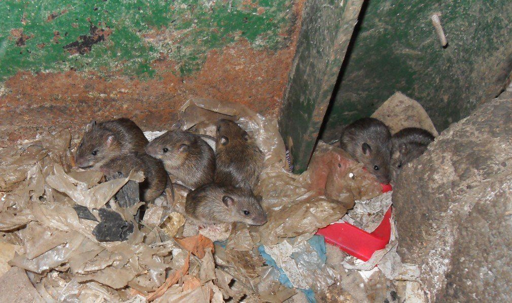 Loft clearances - Rats in the loft
