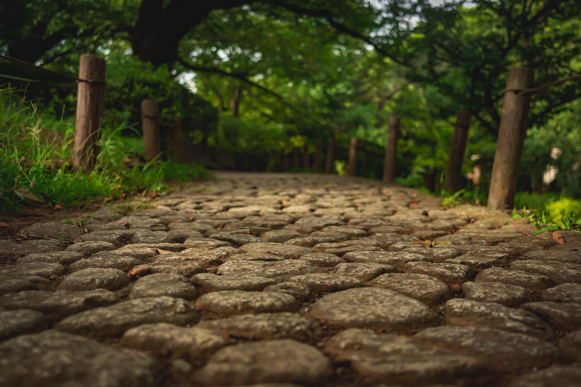 A stone path leading through a forest with trees on both sides.