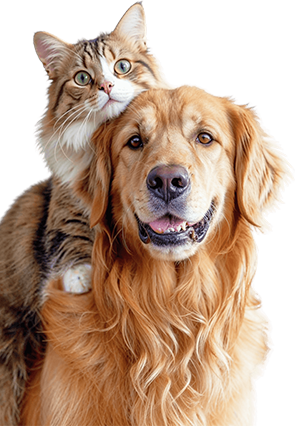 A dog and a cat are sitting next to each other on a white background.