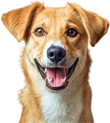 A brown and white dog is smiling with its tongue hanging out.