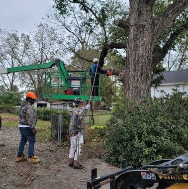 A man in a crane is cutting a tree.