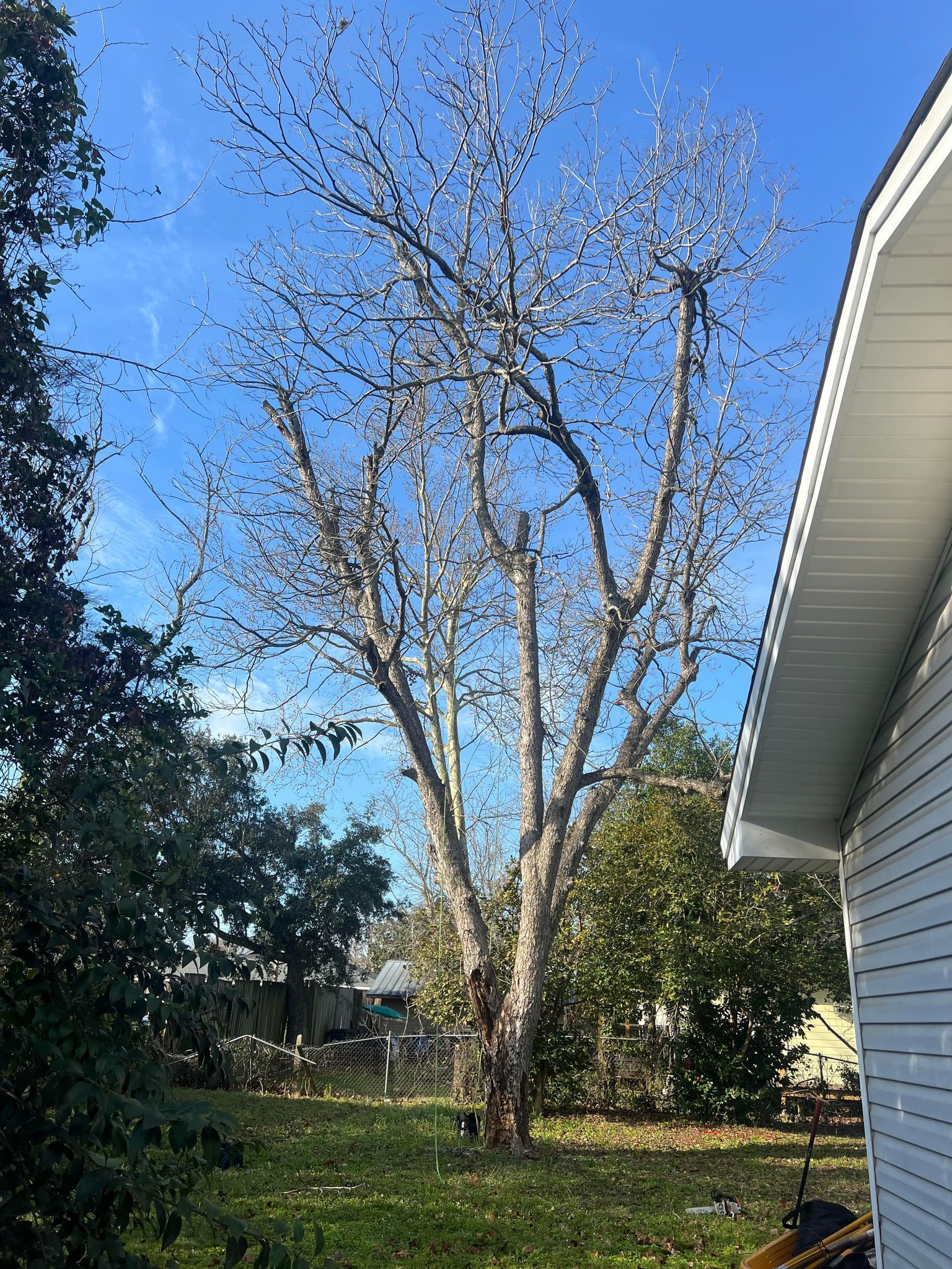 A tree with a lot of branches is in the backyard of a house.