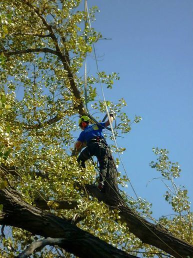 Arborist in blue shirt and safety gear, high in a tree, preparing to work.