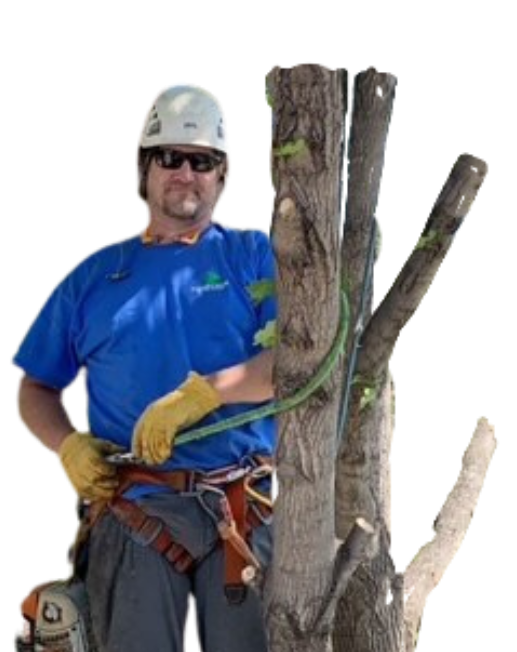 Arborist in blue shirt and hard hat, wearing safety gear, standing next to a partially cut tree.