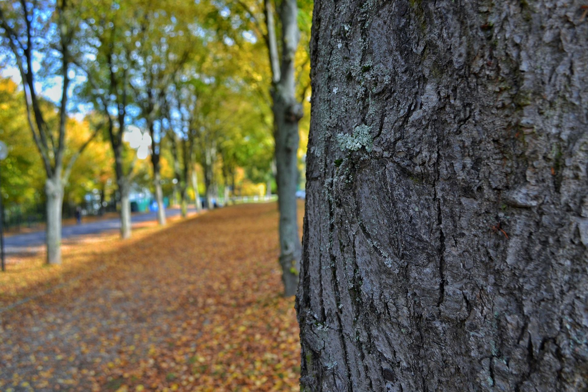 Tree trunk in focus, path lined with trees and fallen leaves in autumn.