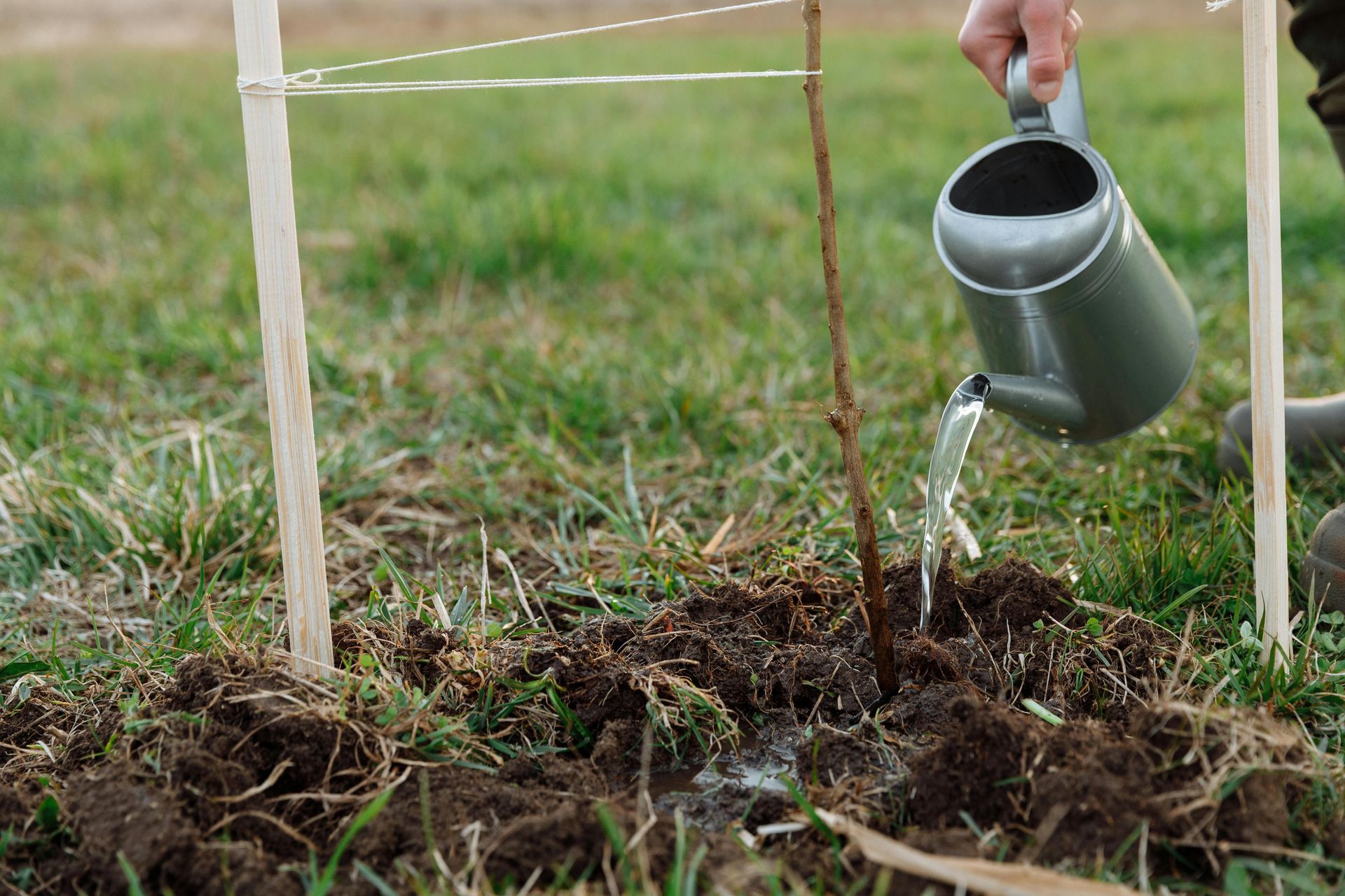 Person watering a newly planted sapling tree in a grassy field, held up by a wooden support.