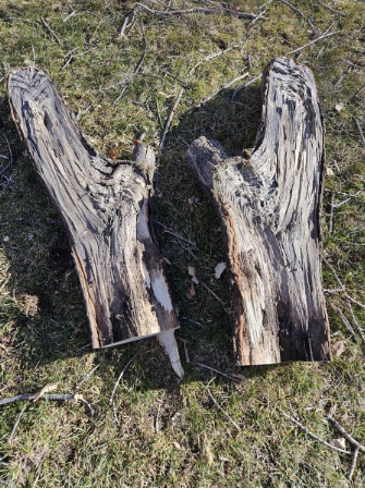 Two weathered, gray wooden tree stumps on grass.