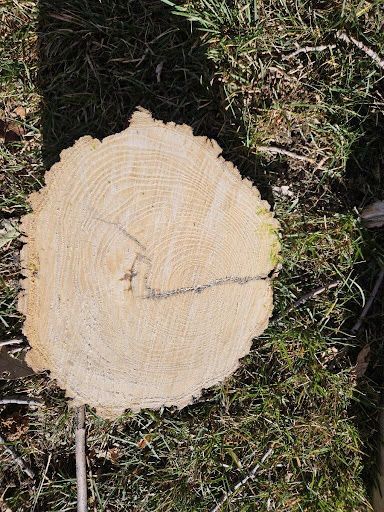 Cross-section of a tree stump with visible growth rings, light brown wood, lying on grass.