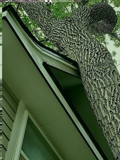 A tree trunk beside the corner of a light-green building with dark trim.