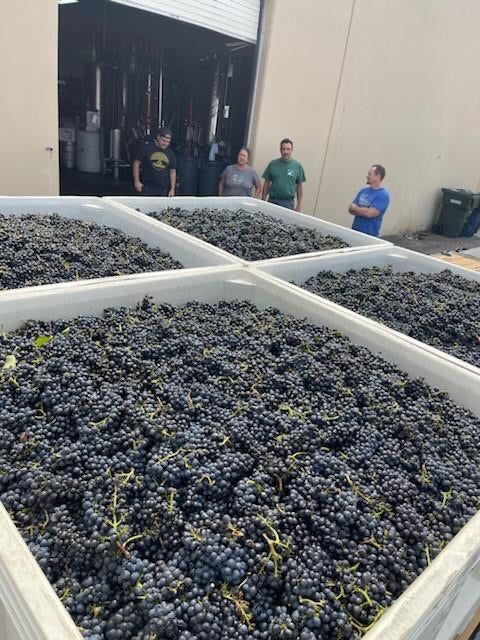 Pinot Noir grape clusters at Lineage Estate Green Valley in bin during harvest