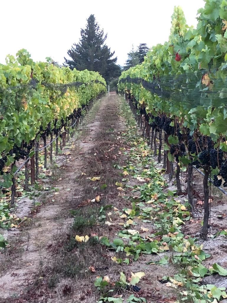 Sustainable vineyards at Lineage Estate in the Russian River Valley fog