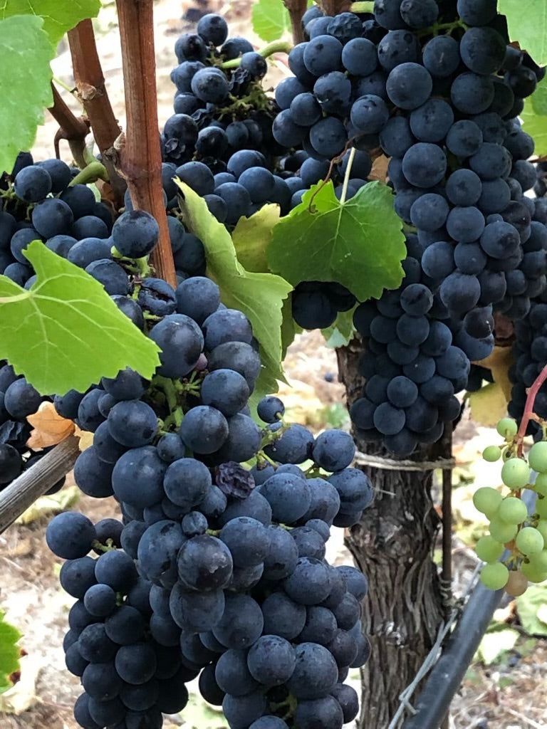 Close up of Pinot Noir grape clusters at Lineage Estate Green Valley