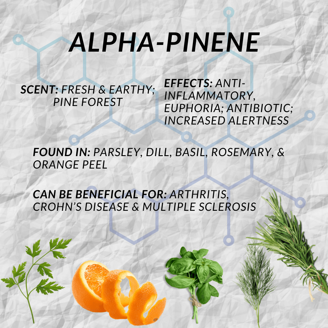 Alpha-Pinene Terpene Characteristics
