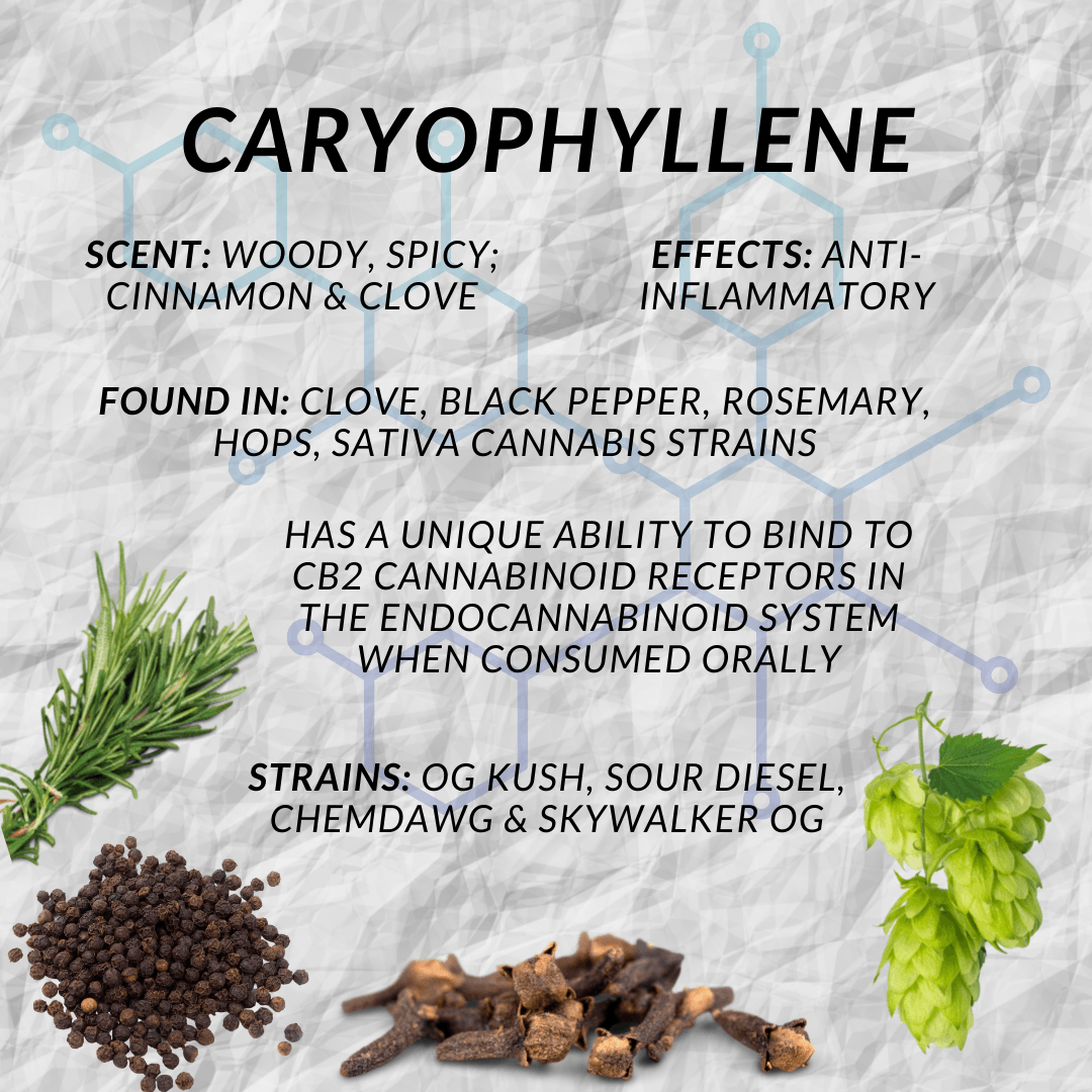 Caryophyllene Characteristics