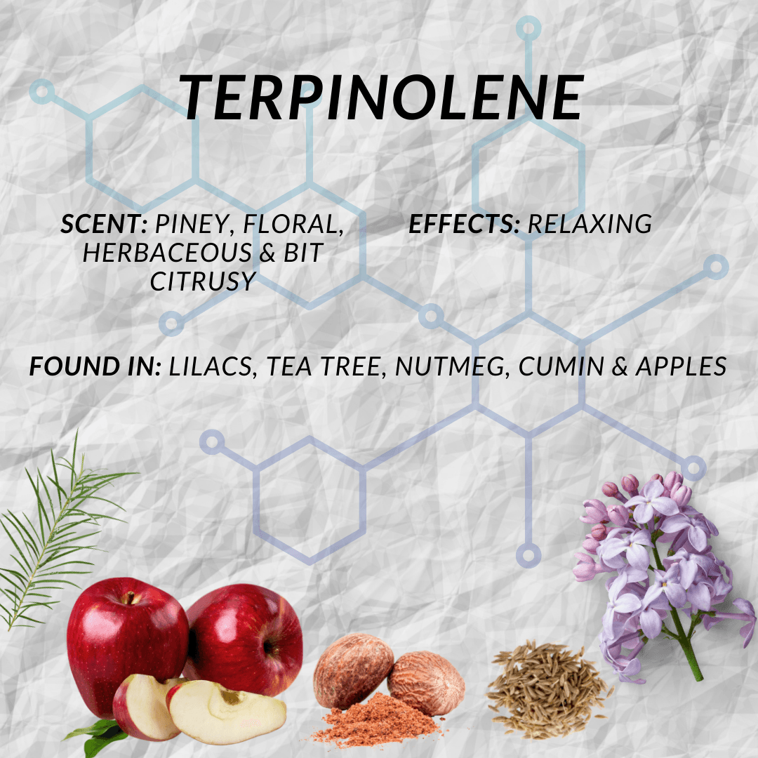 Terpinolene Terpene Characteristics