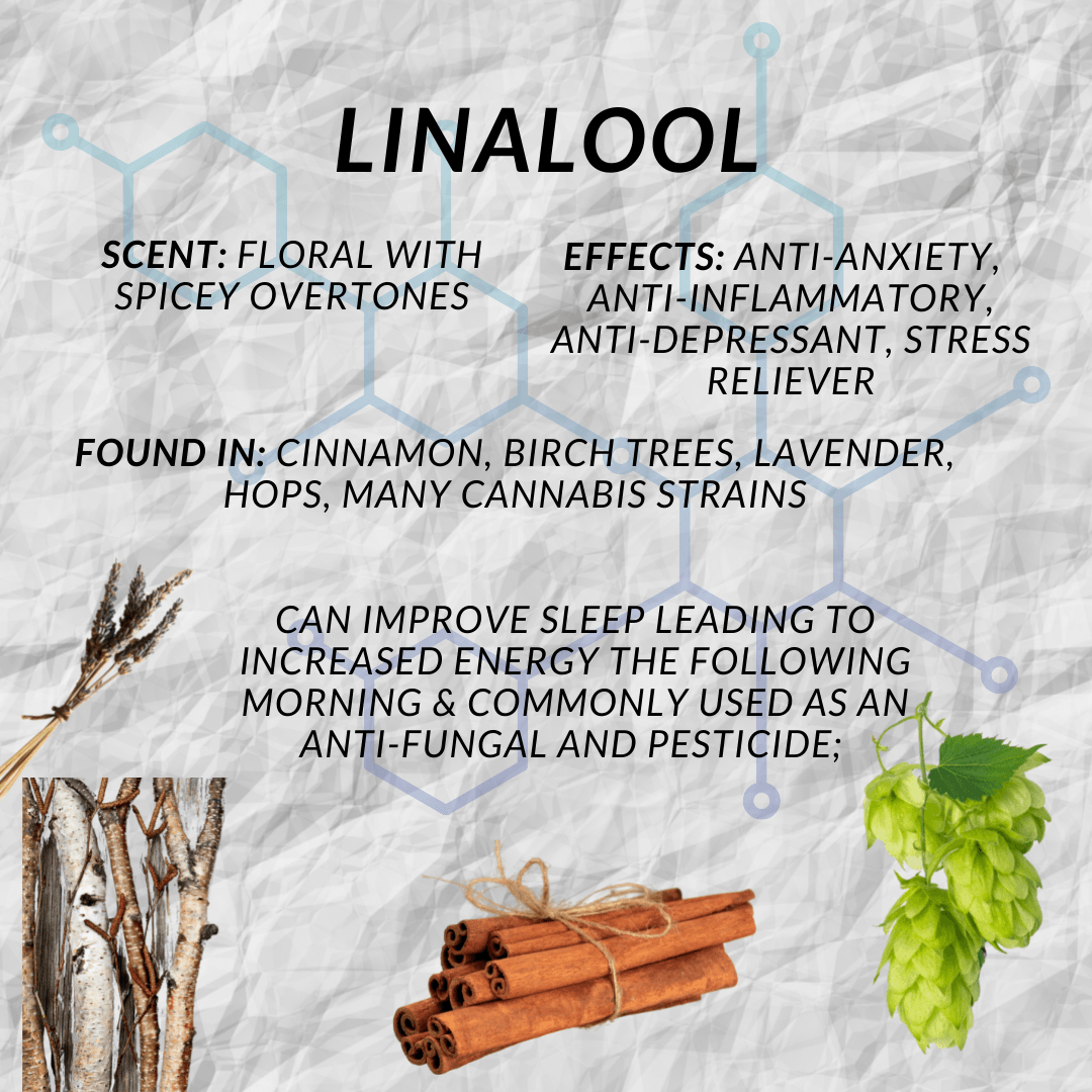 Linalool Terpene Characteristics