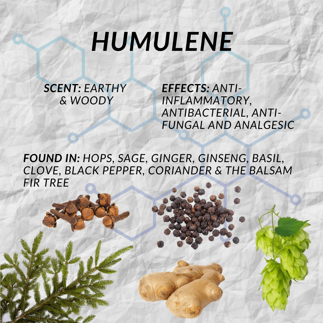 Humulene Terpene Characteristics