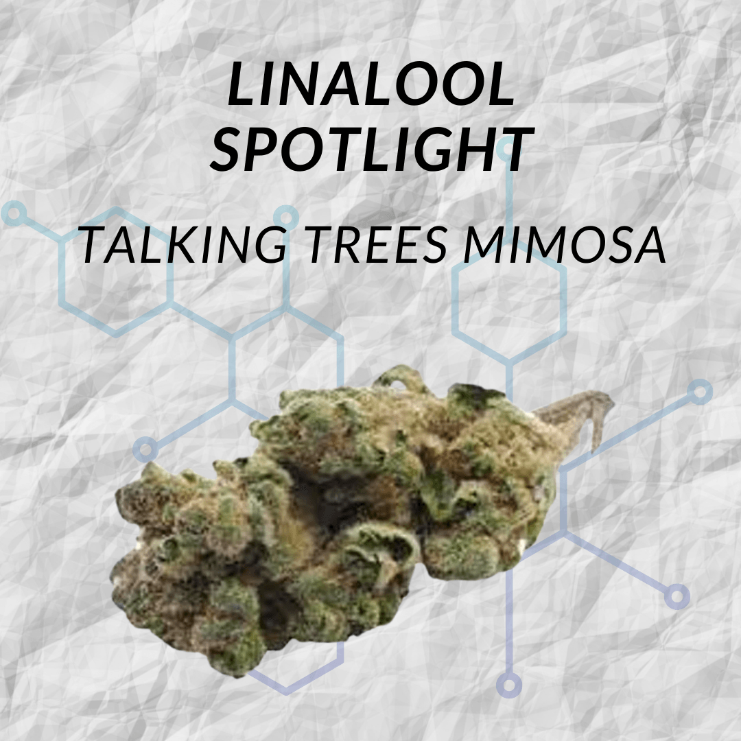 Talking Trees Mimosa Flower